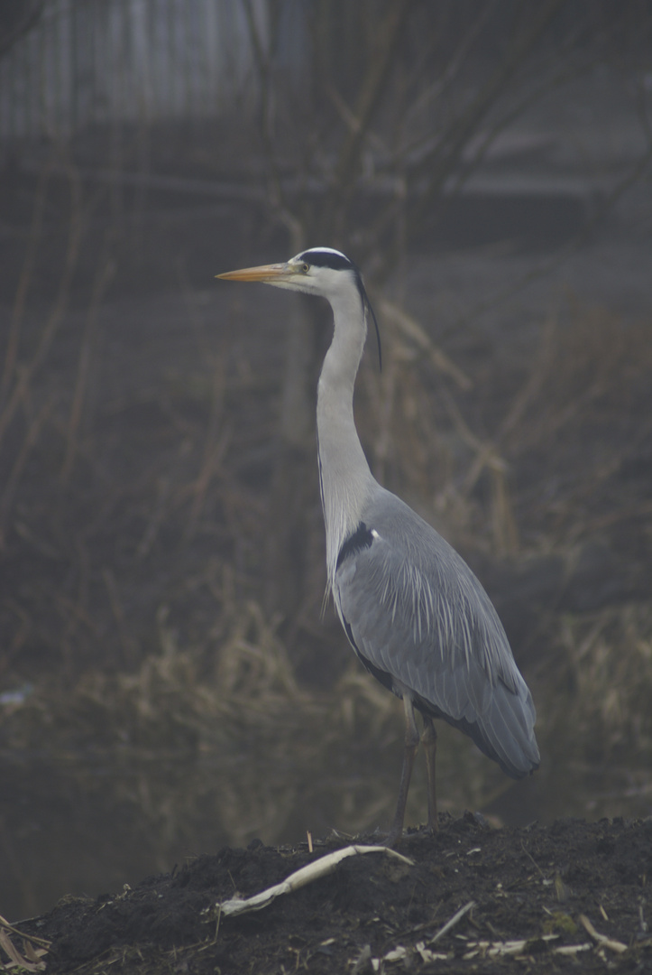 Grey Heron