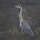 Grey Heron