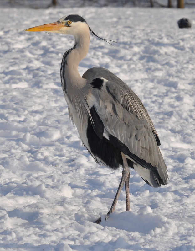 Grey Heron