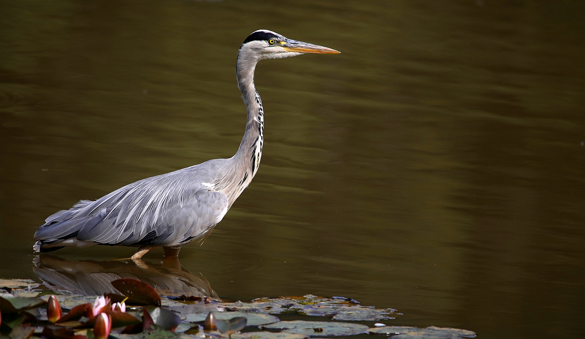 Grey Heron 