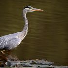 Grey Heron 