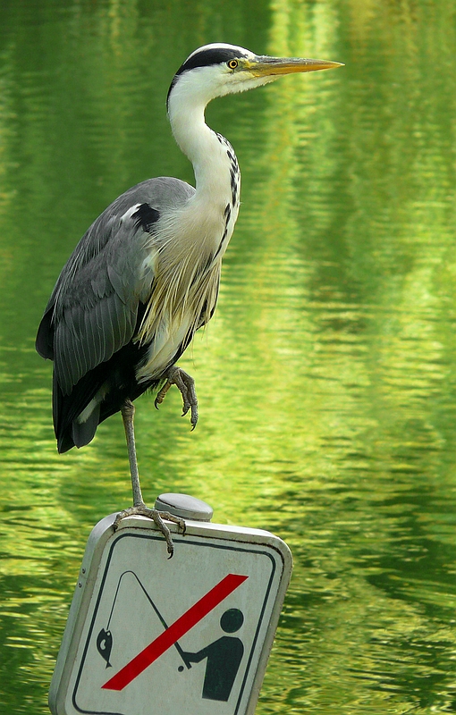 Grey Heron