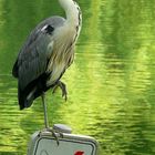 Grey Heron