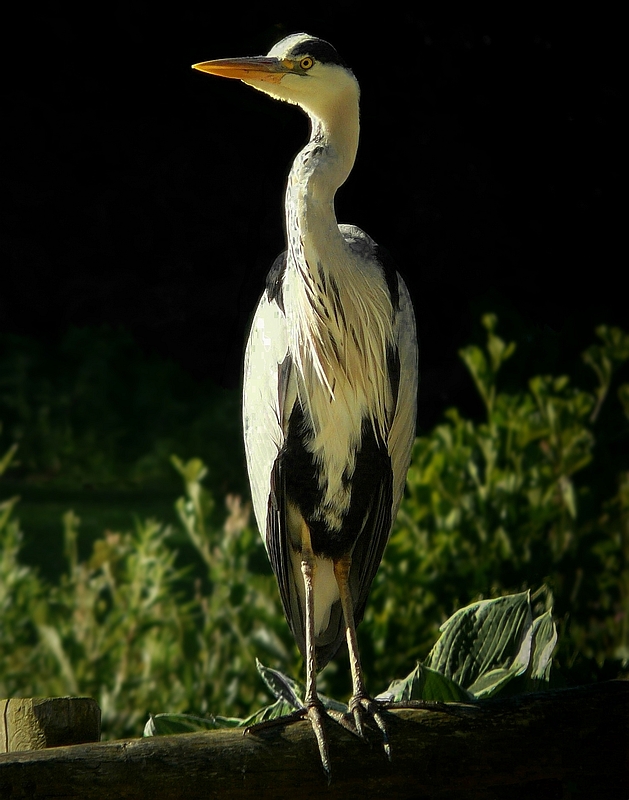 Grey Heron