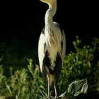 Grey Heron