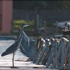 Grey heron