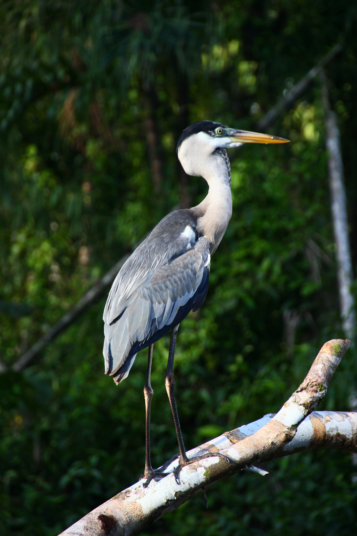 Grey Heron