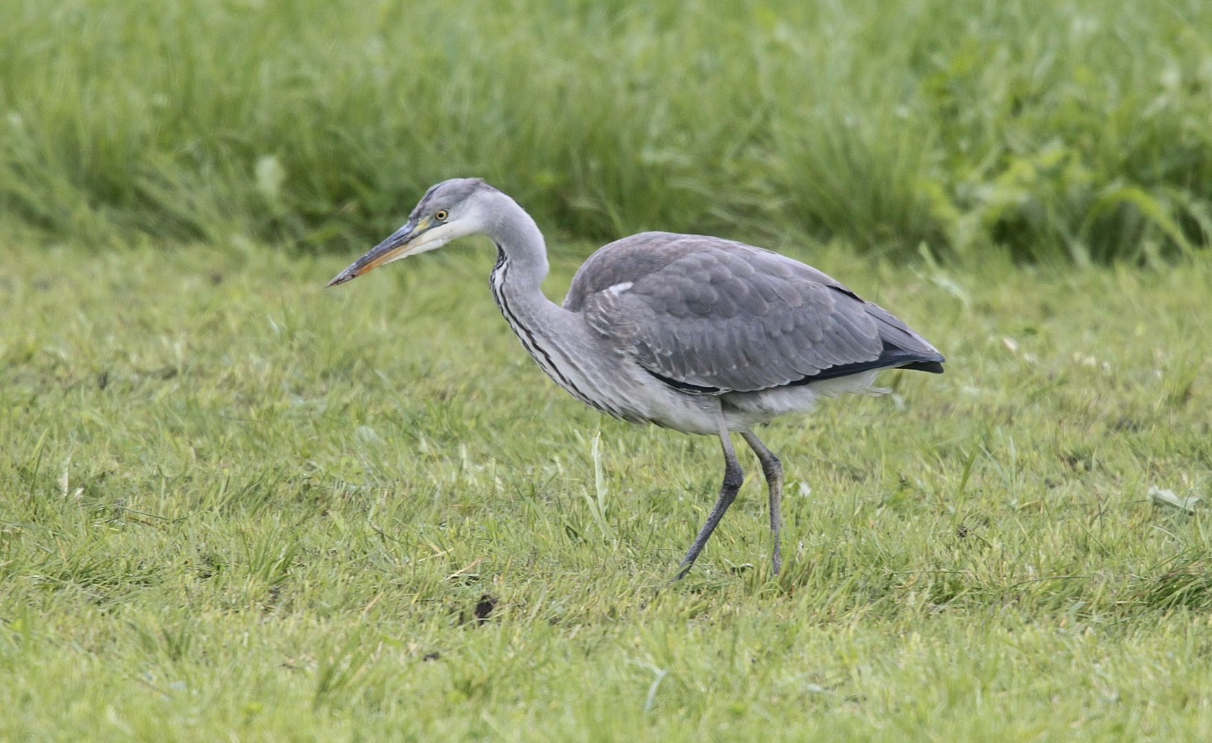 Grey Heron