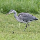 Grey Heron