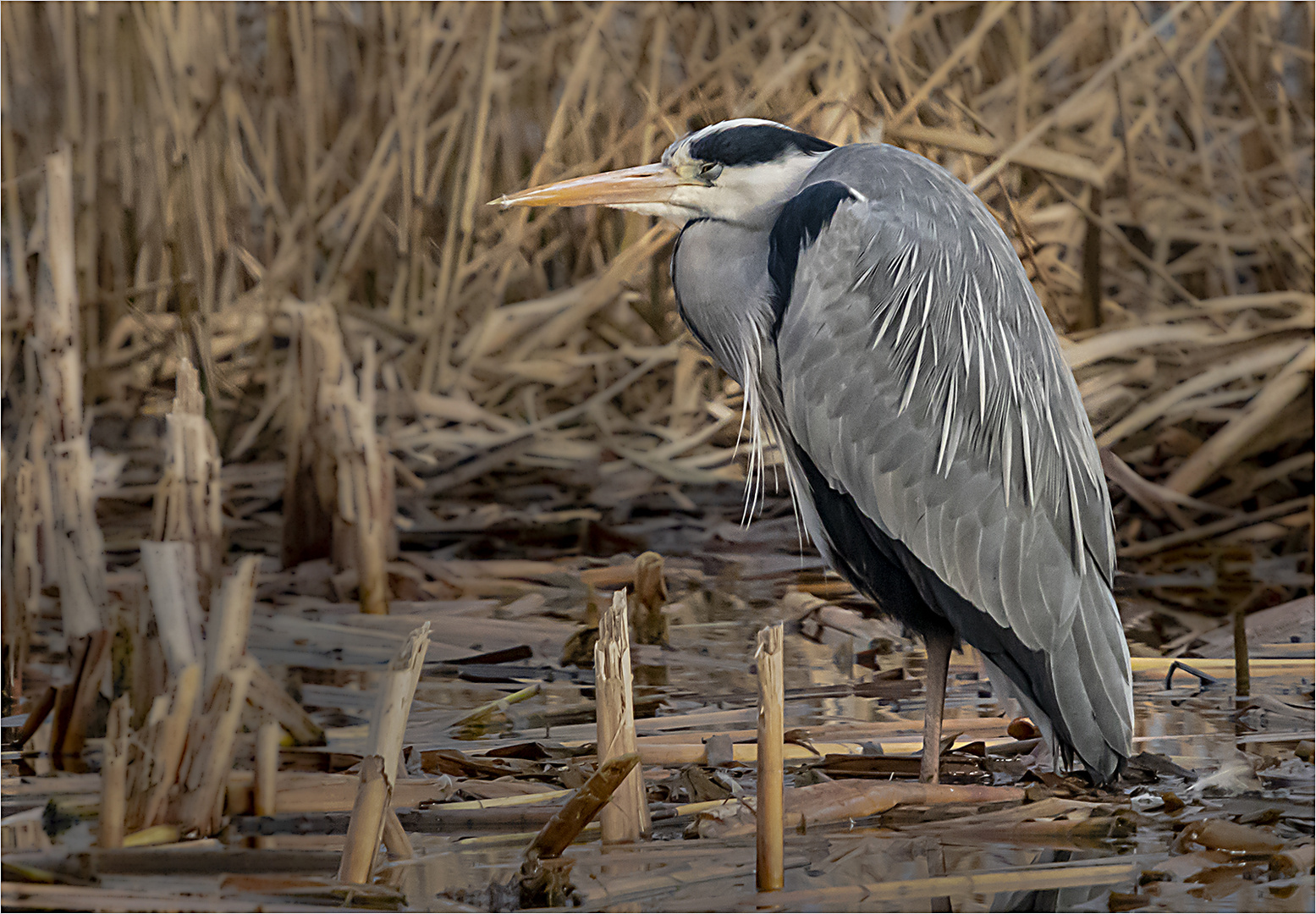 Grey Heron