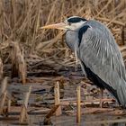 Grey Heron