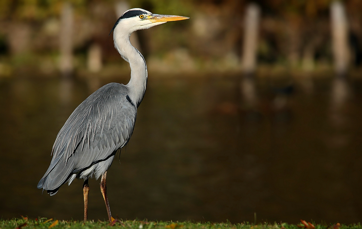 Grey Heron 