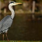 Grey Heron 