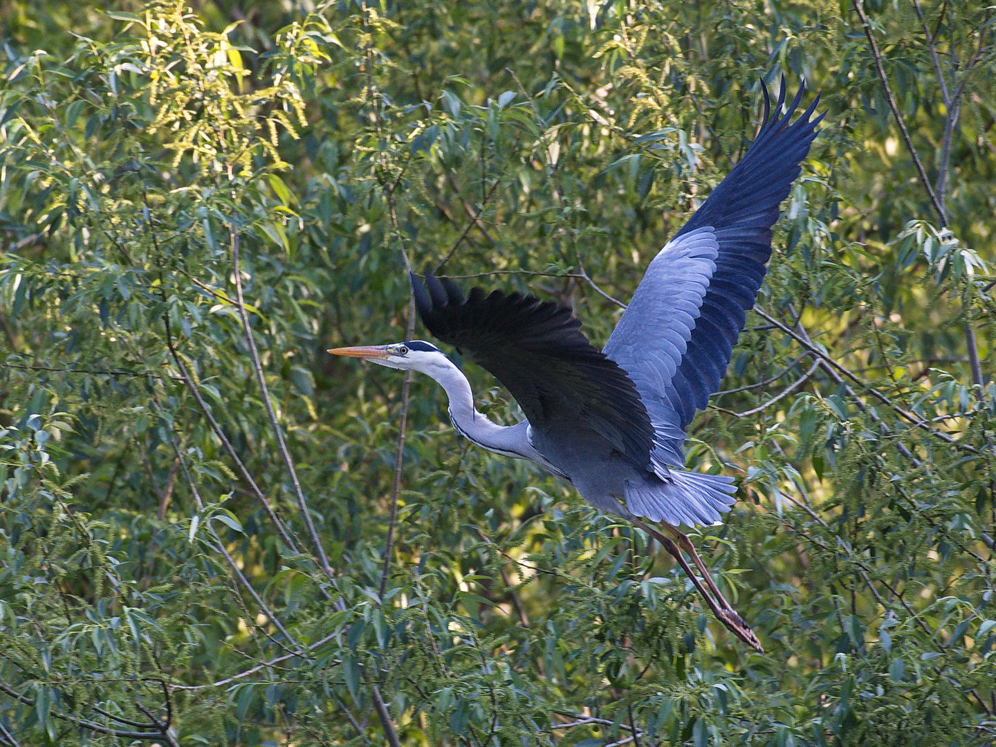 grey heron