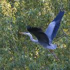 grey heron