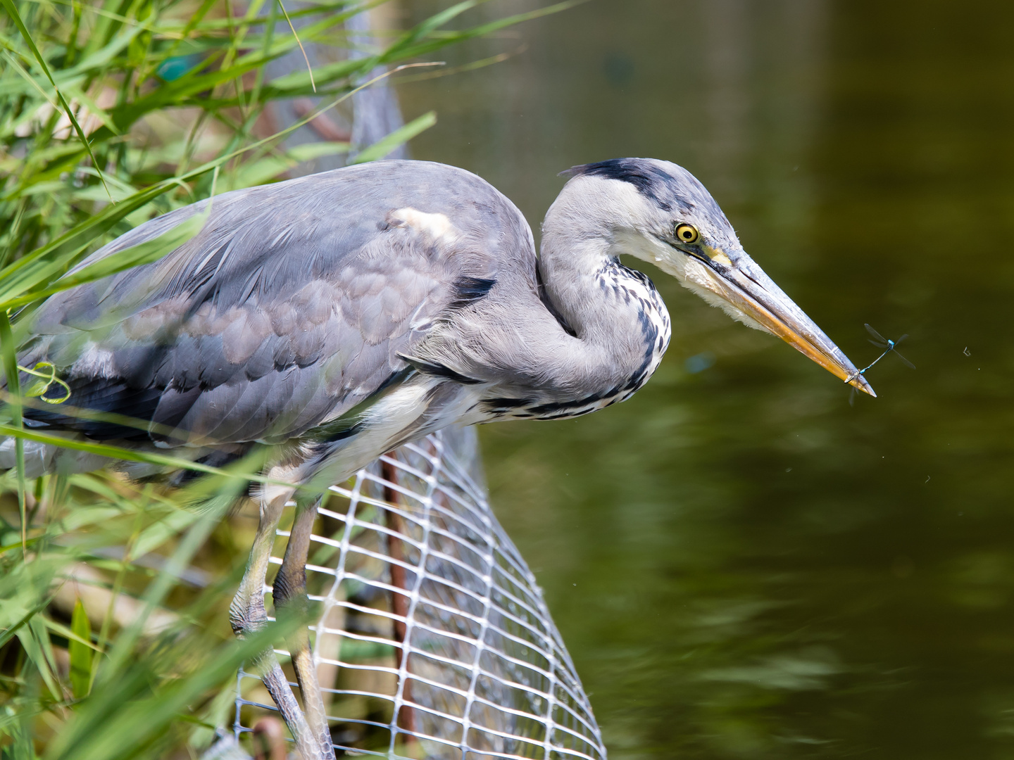 Grey Heron having a dragonfly lunch