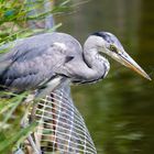 Grey Heron having a dragonfly lunch