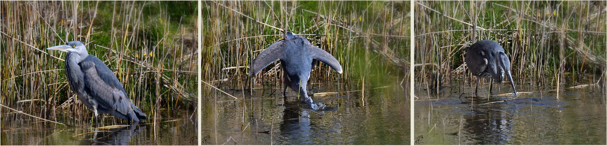 Grey heron hunting ..