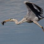 Grey Heron in flight