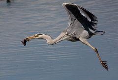 Grey Heron in flight