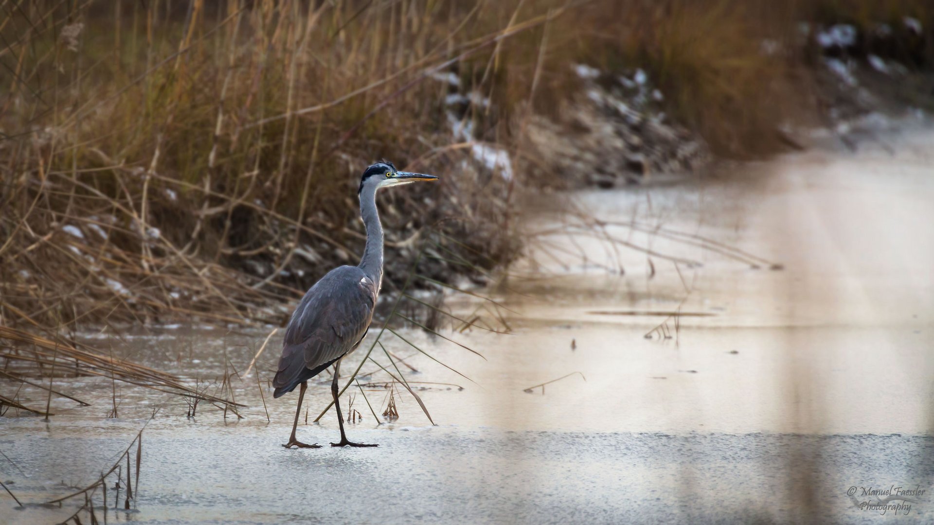 Grey Heron-Jesus