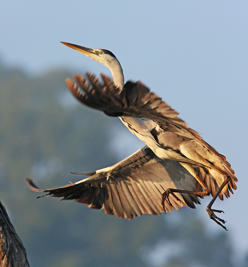 Grey heron landing