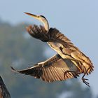 Grey heron landing