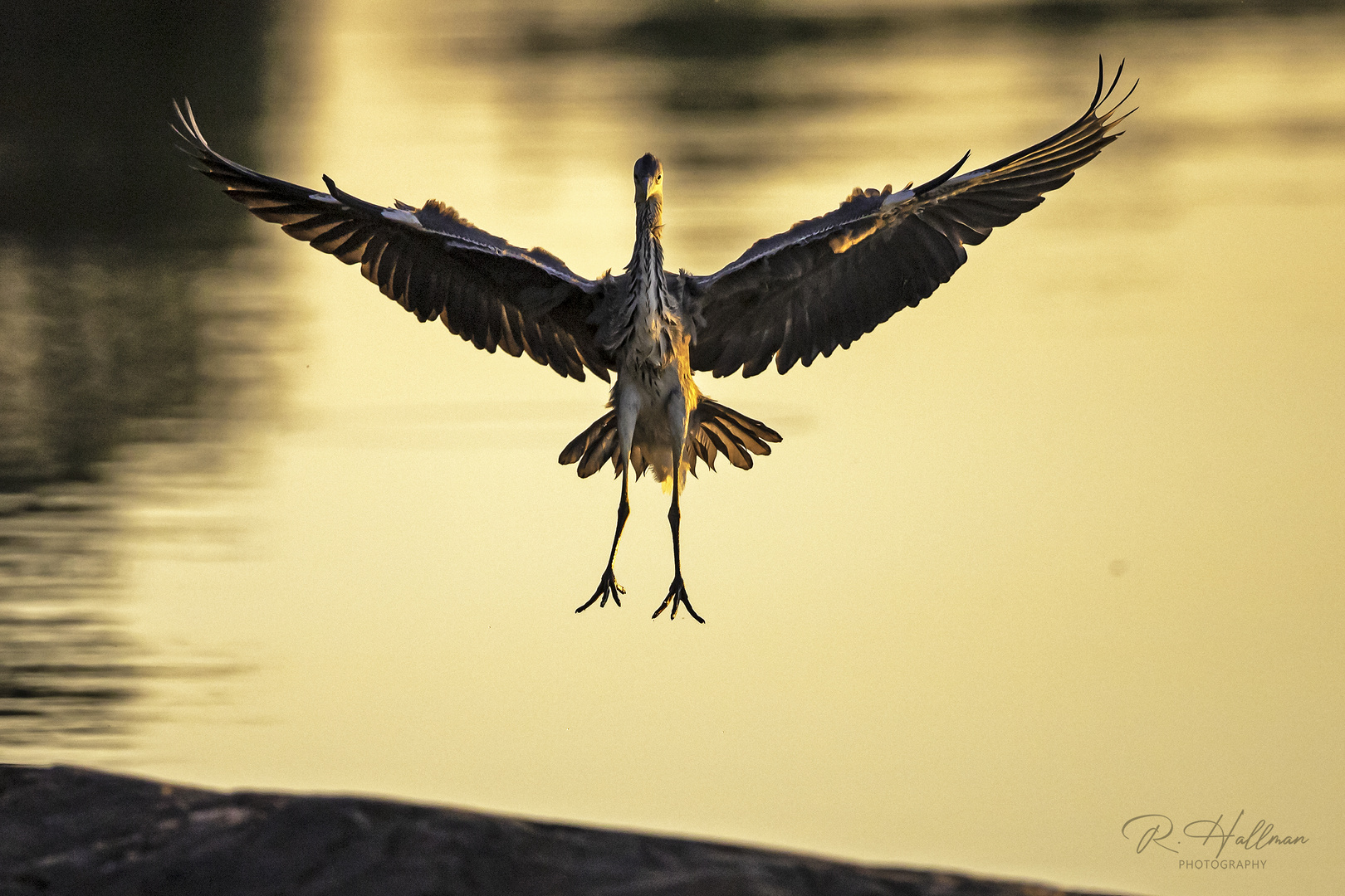 Grey Heron landing...