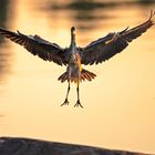 Grey Heron landing...