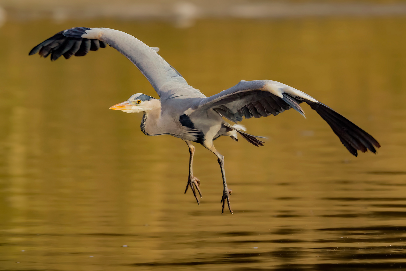 grey heron landing....