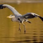 grey heron landing....