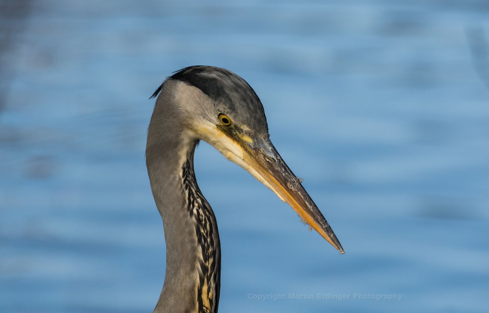 grey heron portrait 15022919 (2)