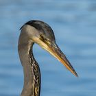 grey heron portrait 15022919 (2)