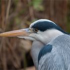  Grey heron portrait