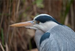  Grey heron portrait