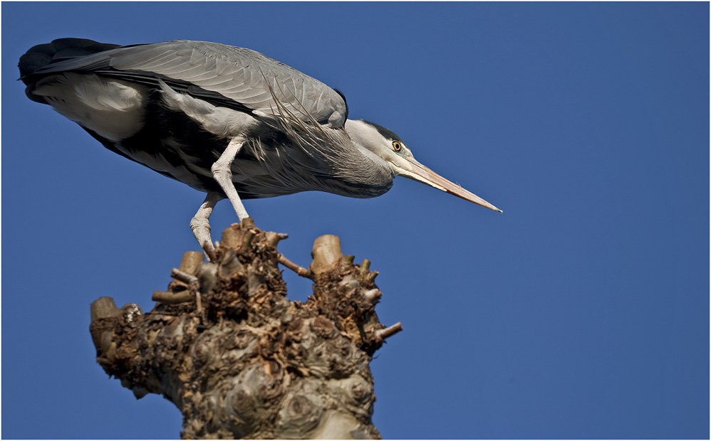 Grey Heron preparing for fish attack