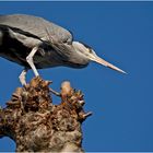 Grey Heron preparing for fish attack