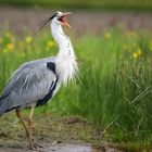 Grey heron under attack.....