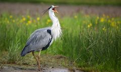 Grey heron under attack.....