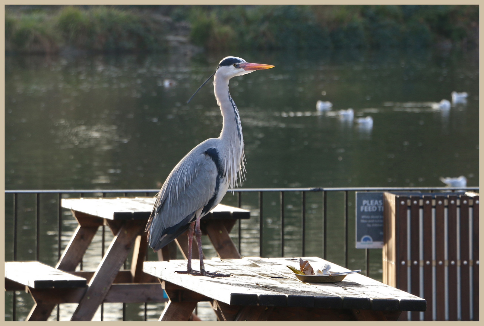 Grey heron waiting to be served