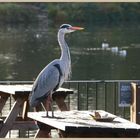 Grey heron waiting to be served