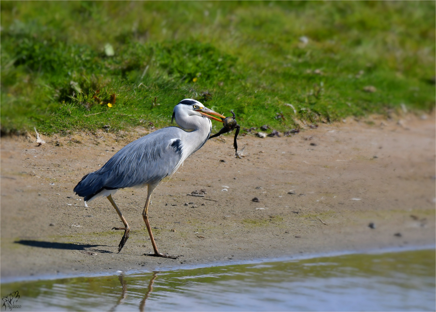 Grey heron with prey ..