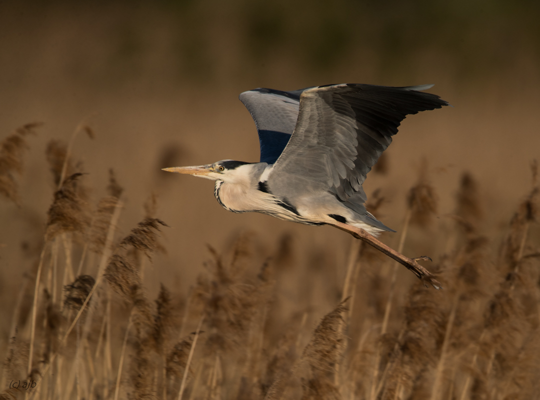 Grey heron/Graureiher