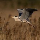 Grey heron/Graureiher