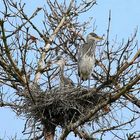 Grey Herons