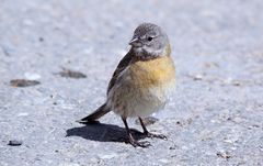 Grey-hooded Sierra Finch