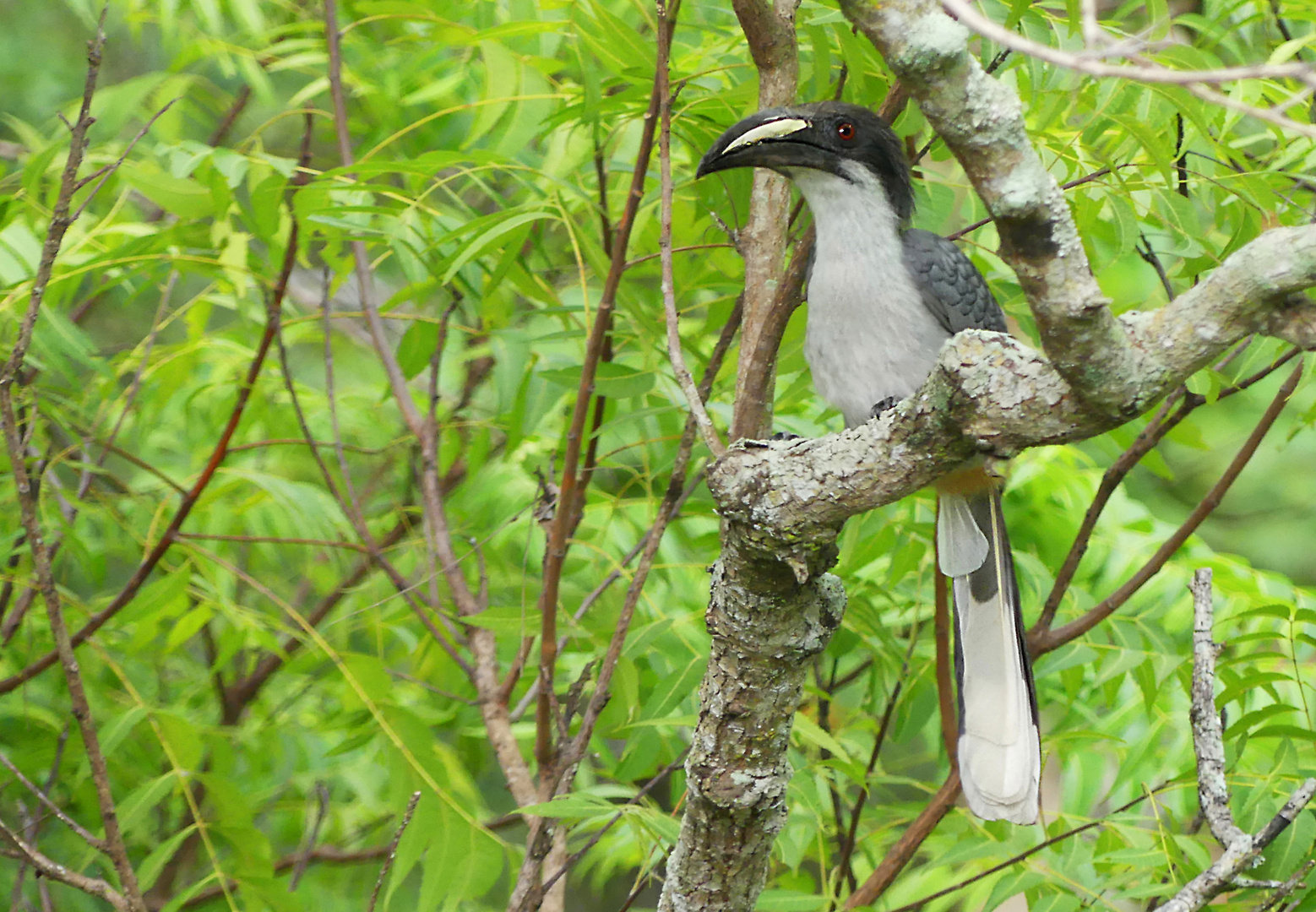 Grey Hornbill