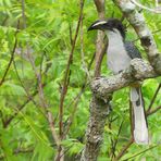 Grey Hornbill