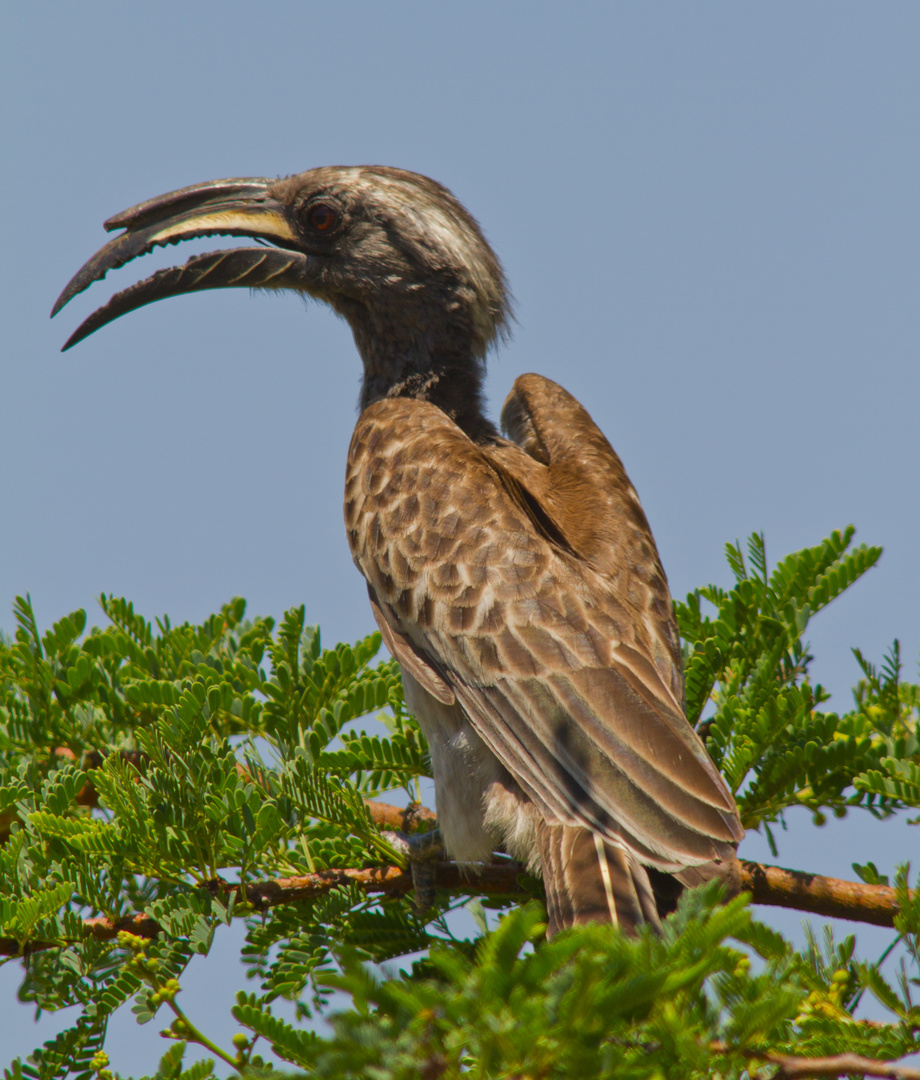 Grey Hornbill