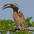 Grey Hornbill